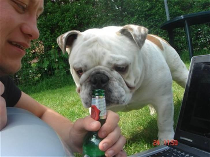 Engelsk bulldog Bobby billede 1