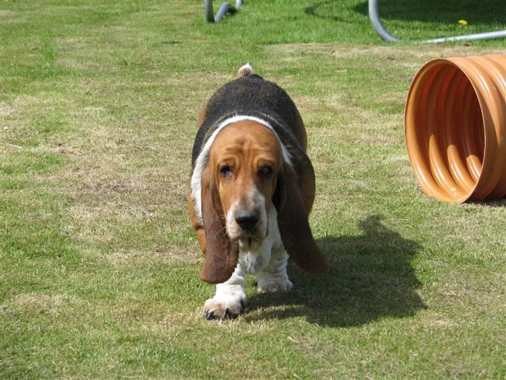 Basset hound Augusta billede 10