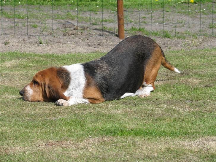 Basset hound Augusta - Augsta når hun har sine daglige 5 minutters legeflip billede 11