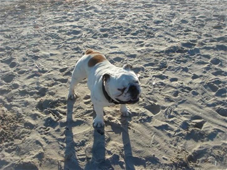 Engelsk bulldog Bobby billede 2