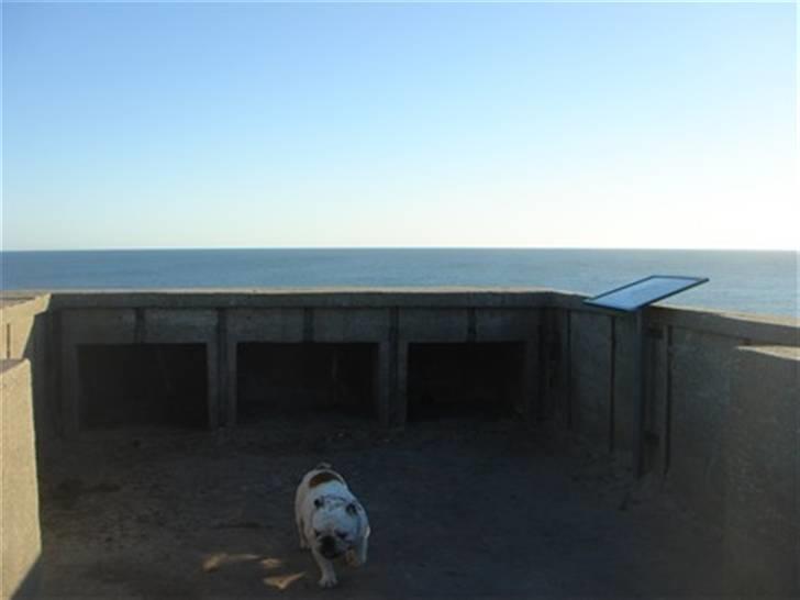 Engelsk bulldog Bobby billede 3