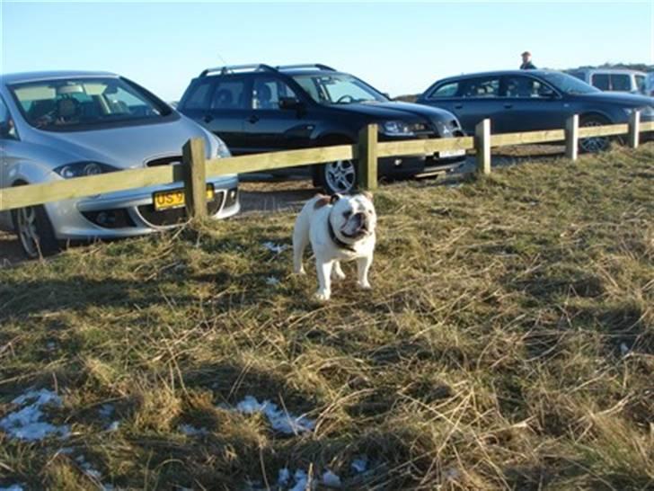 Engelsk bulldog Bobby billede 4