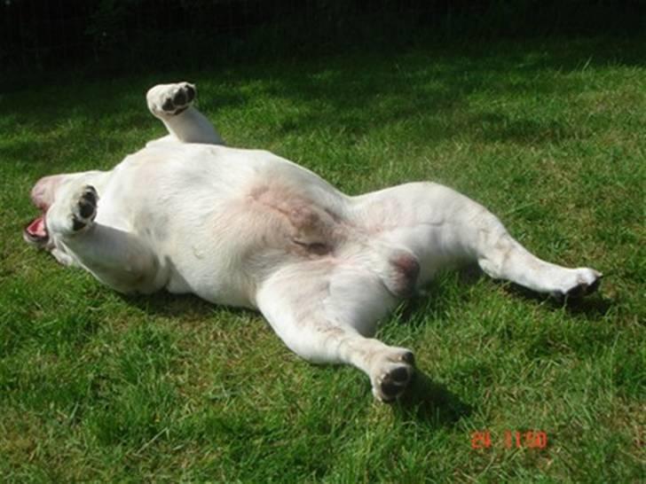 Engelsk bulldog Bobby billede 5