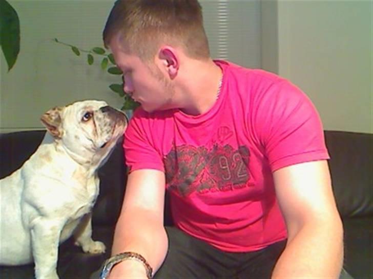 Engelsk bulldog Bobby billede 6