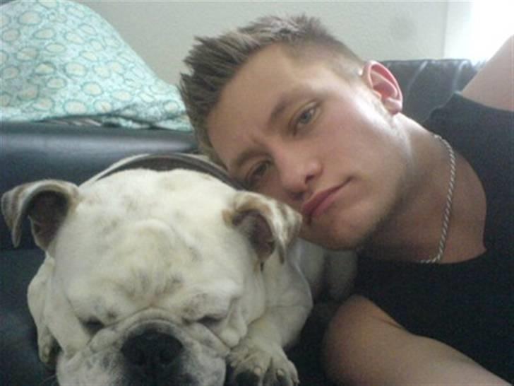 Engelsk bulldog Bobby billede 7