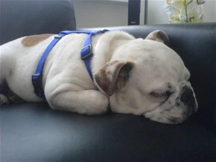 Engelsk bulldog Bobby billede 8