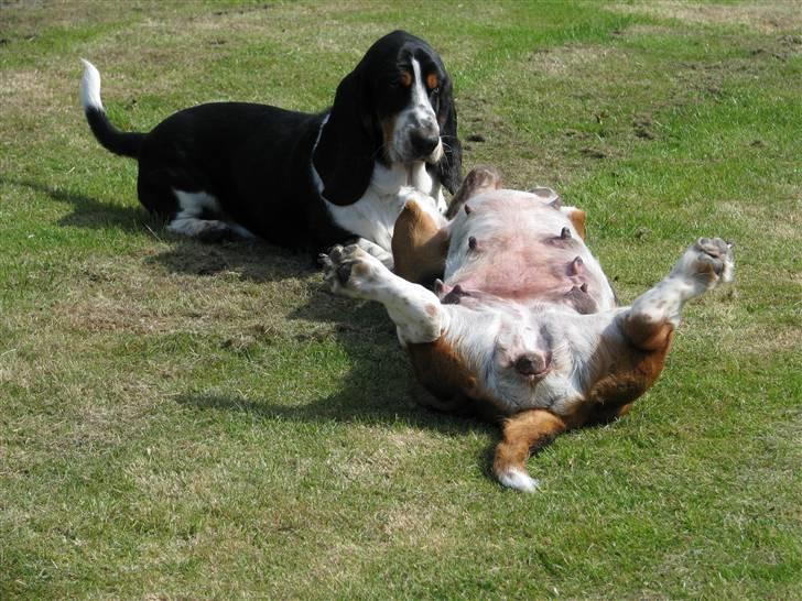 Basset hound Augusta - Ja så var de 5 min gået, og strømmen slap op på Augusta billede 12