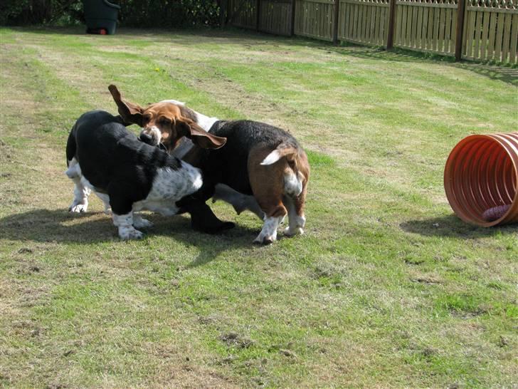 Basset hound Augusta billede 13