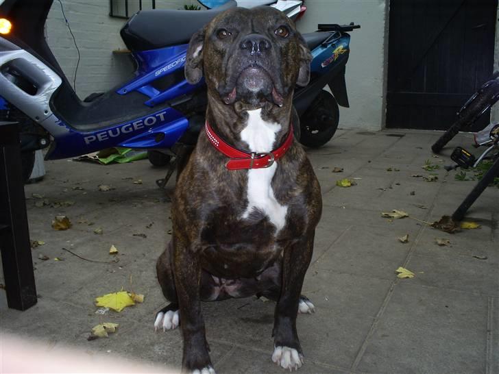 Amerikansk bulldog Topp´s Magic Tilde - Tilde venter pænt på maden billede 1