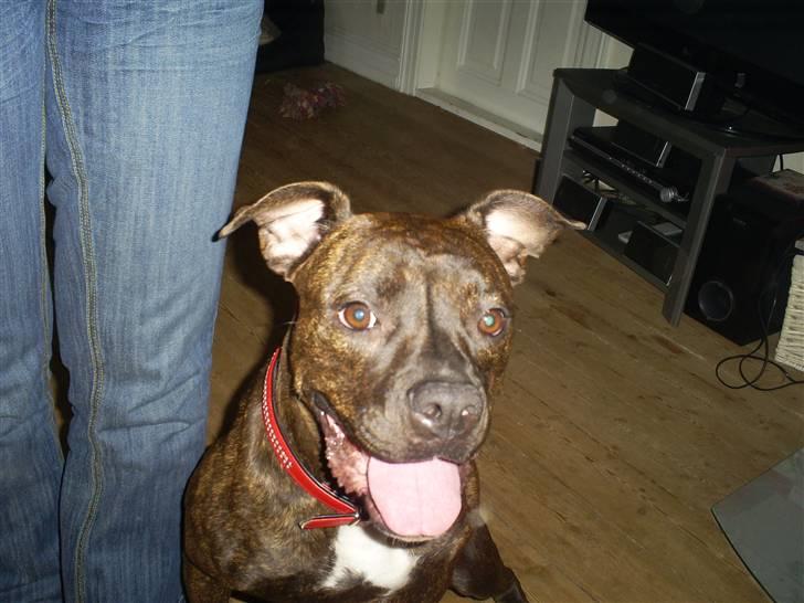 Amerikansk bulldog Topp´s Magic Tilde billede 2