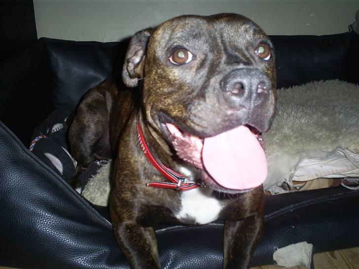 Amerikansk bulldog Topp´s Magic Tilde - Afslapning i kurven billede 3