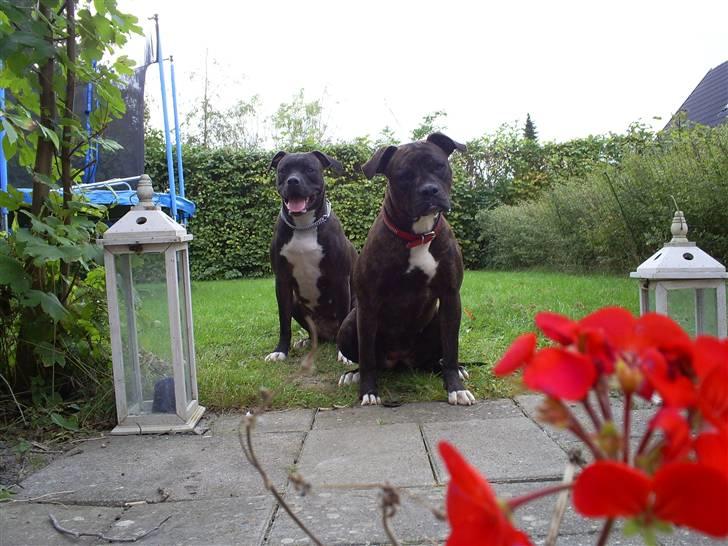 Amerikansk bulldog Topp´s Magic Tilde - Tilde og Deville billede 4