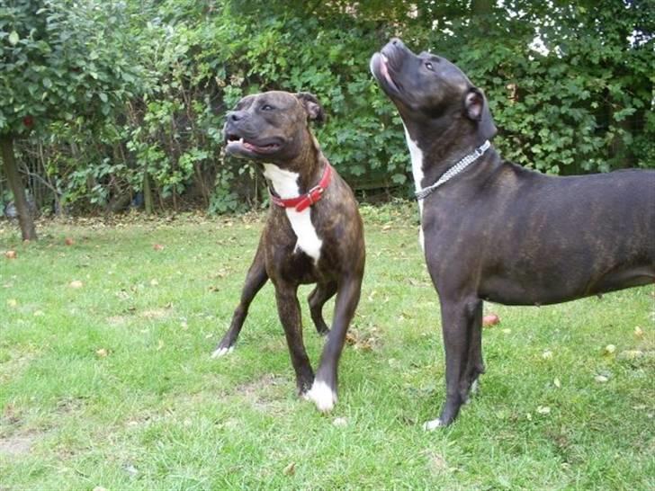 Amerikansk bulldog Topp´s Magic Tilde billede 5