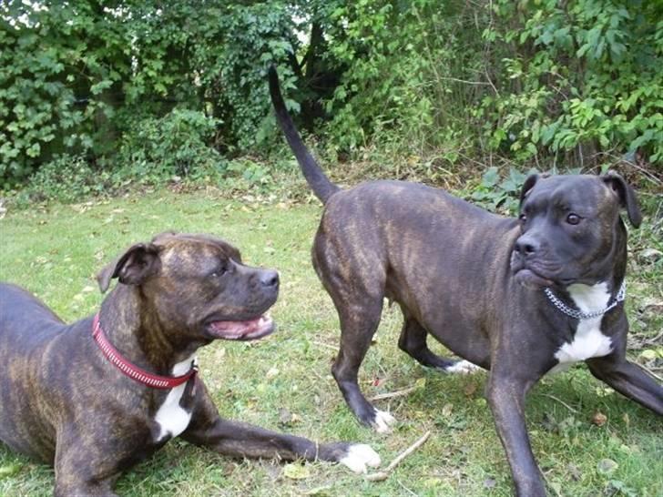 Amerikansk bulldog Topp´s Magic Tilde billede 6