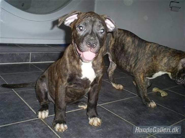 Amerikansk bulldog Topp´s Magic Tilde - Tilde da jeg havde hende som hvalp :-) billede 7