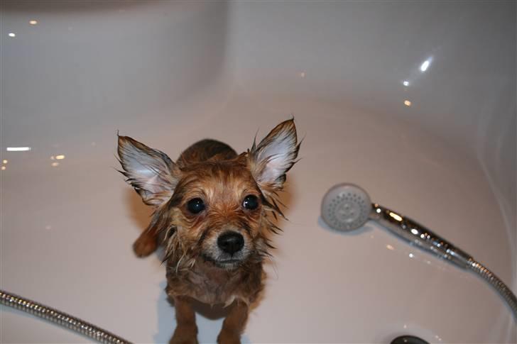 Blanding af racer Chili <3 billede 16