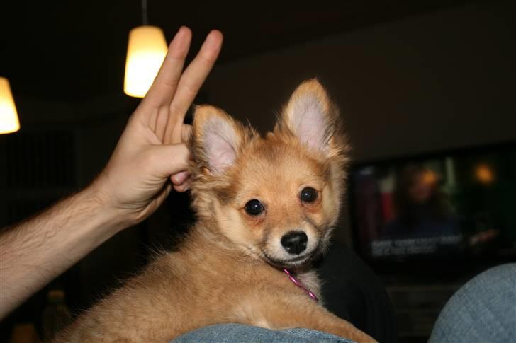 Blanding af racer Chili <3 billede 17