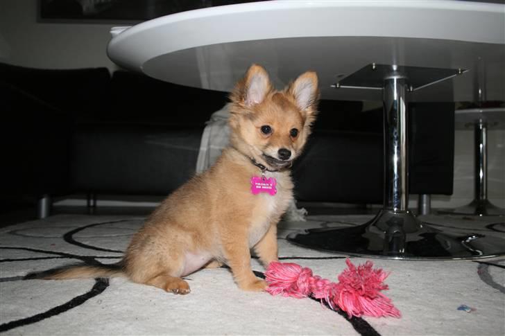 Blanding af racer Chili <3 billede 18