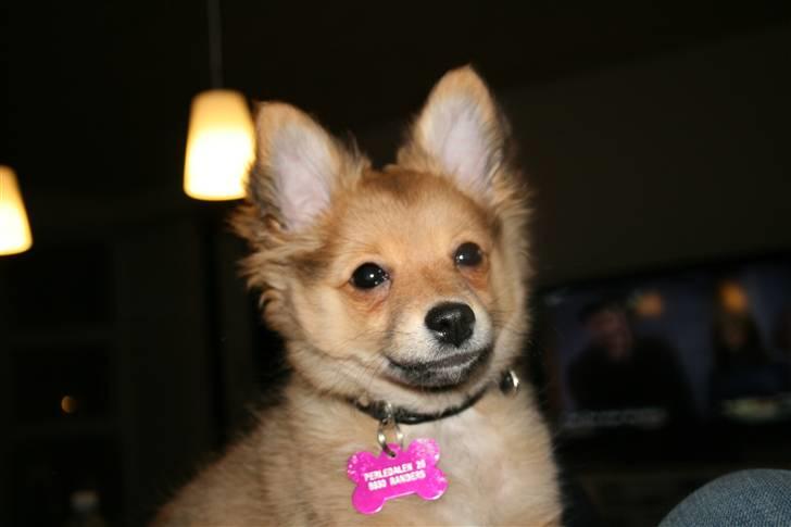 Blanding af racer Chili <3 billede 19