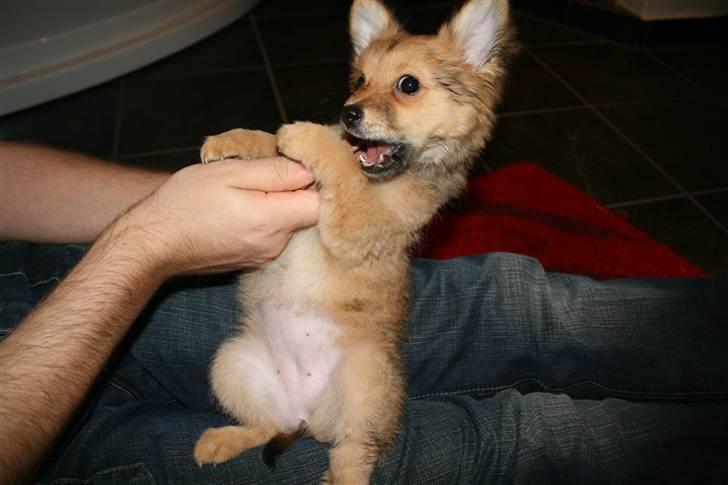 Blanding af racer Chili <3 billede 20