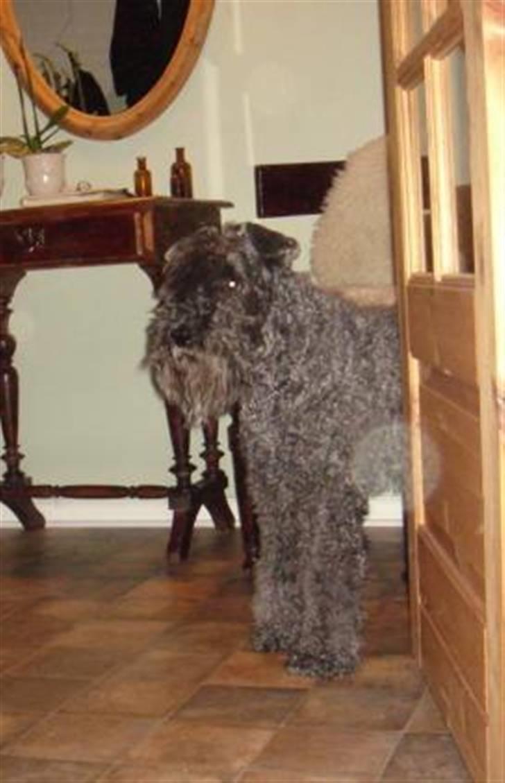 Kerry blue terrier Kordes White Diamond - 2 november ´09 billede 12