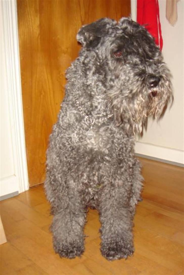 Kerry blue terrier Kordes White Diamond - Flot dame! - 2 november ´09 billede 13