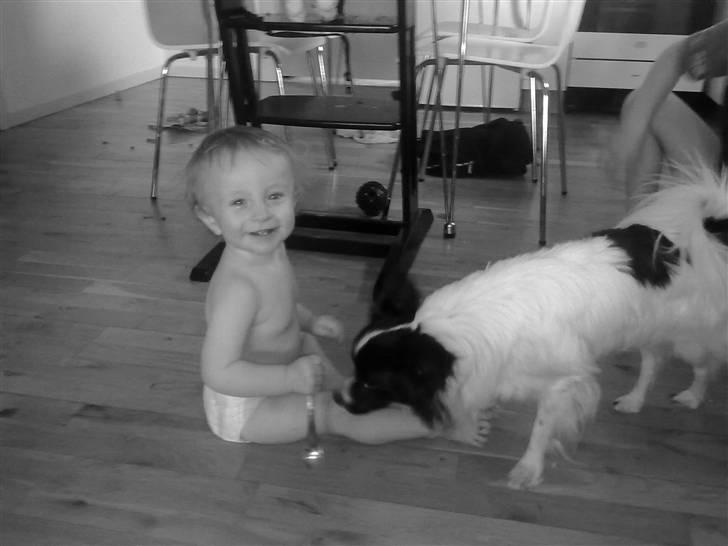 Papillon Sigurd billede 2