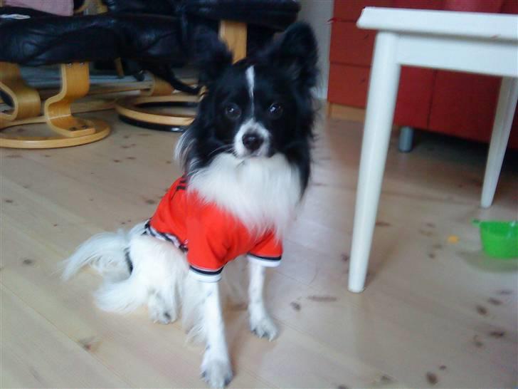 Papillon Sigurd billede 3