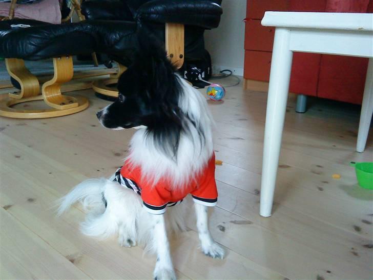 Papillon Sigurd billede 4