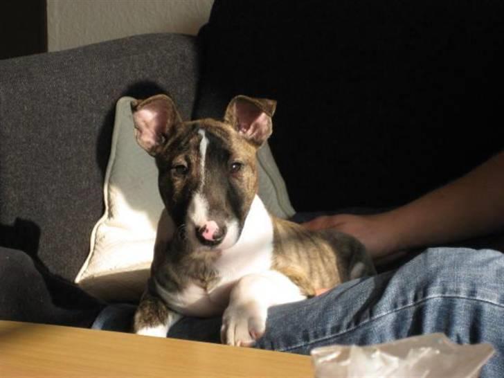 Bullterrier miniature Louie - Louie 11 uger billede 13