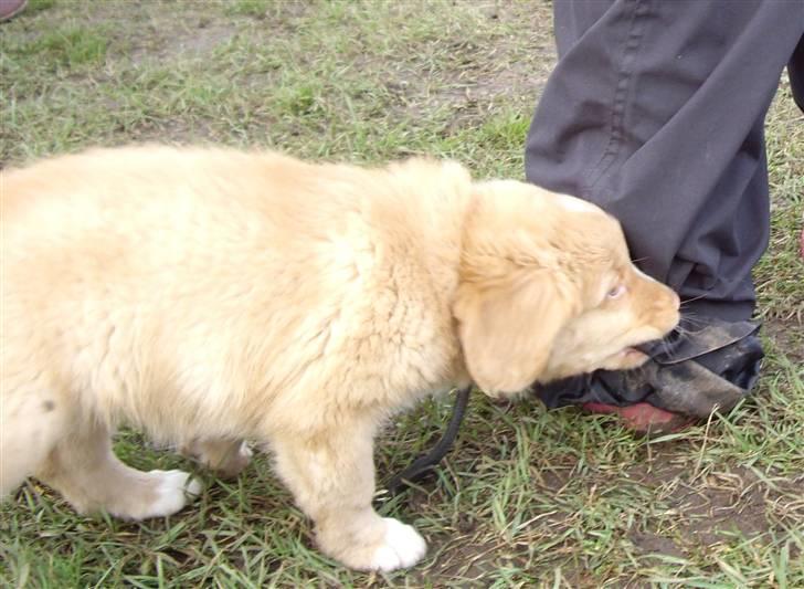 Nova scotia duck tolling retriever  Beautyfull Mischa billede 1