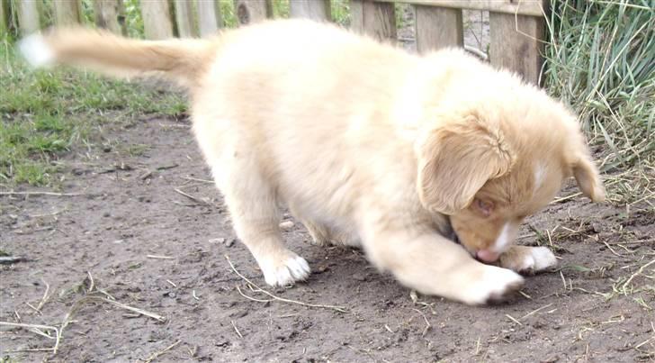 Nova scotia duck tolling retriever  Beautyfull Mischa billede 4