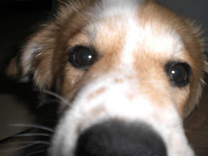 Blanding af racer Fia - Hej, og velkommen til Fias profil:) læg gerne en kommentar og bedømmelse:) billede 1