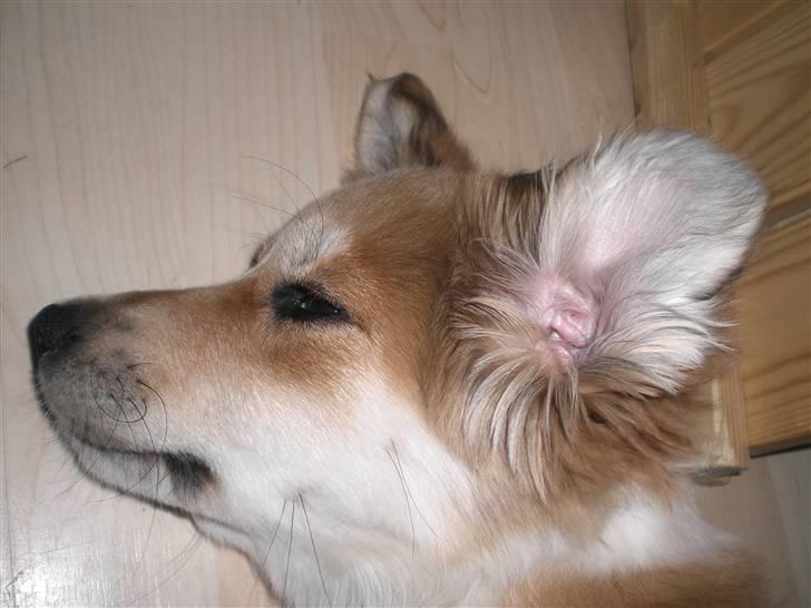 Blanding af racer Fia - Jeg tar lige en lur:) foto: *mig billede 2