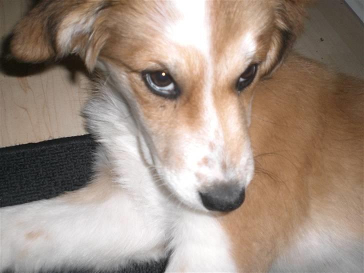 Blanding af racer Fia - Ligner jeg bare en supermodel eller hvad?:) foto: *mig billede 3