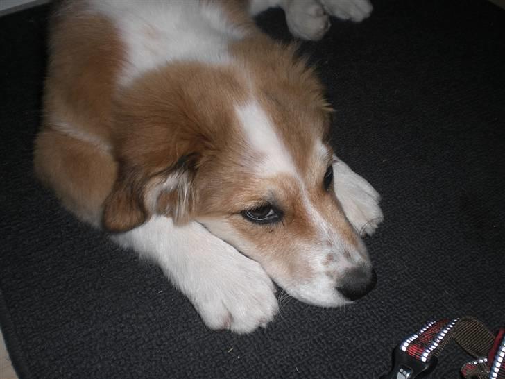 Blanding af racer Fia - Jeg ligger lige her og lumrer lidt:) foto: *mig billede 4