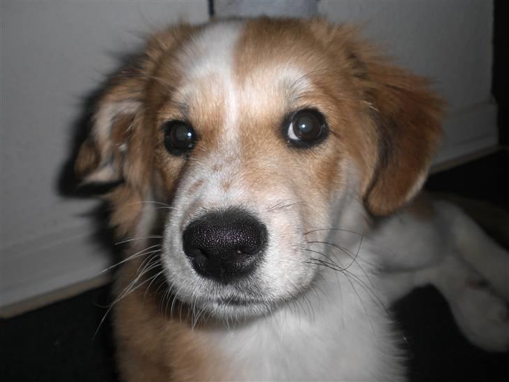 Blanding af racer Fia - Dav, dav:) foto: *mig billede 5