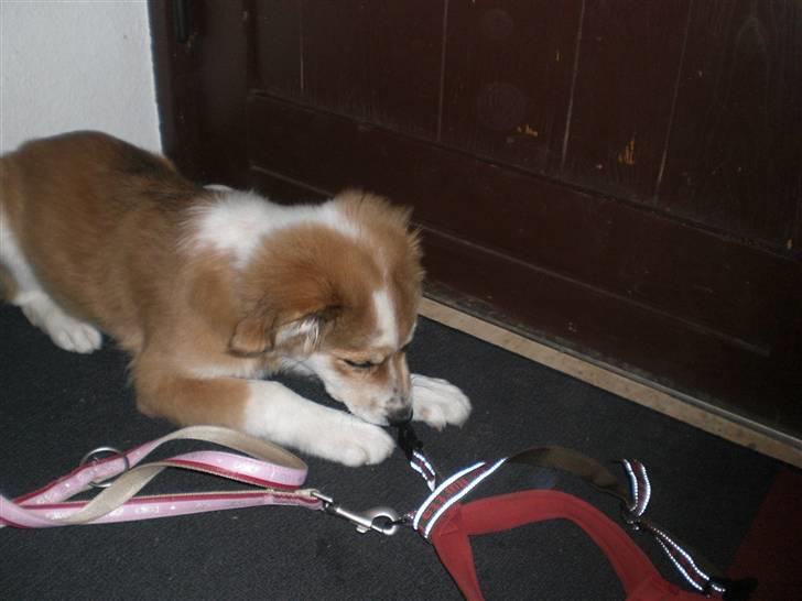 Blanding af racer Fia - Hmmm....skal vi snart ud og gå tur? foto: *mig billede 6