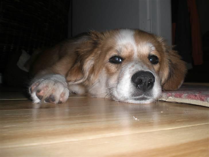 Blanding af racer Fia - Ligner jeg ikke bare en engel? foto: *mig billede 7