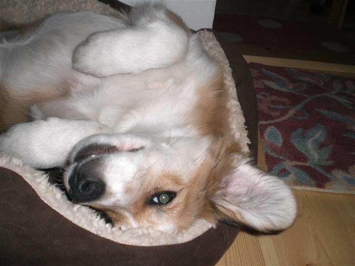 Blanding af racer Fia - Ajjj....lad være med at tage billeder! foro: *mig billede 8