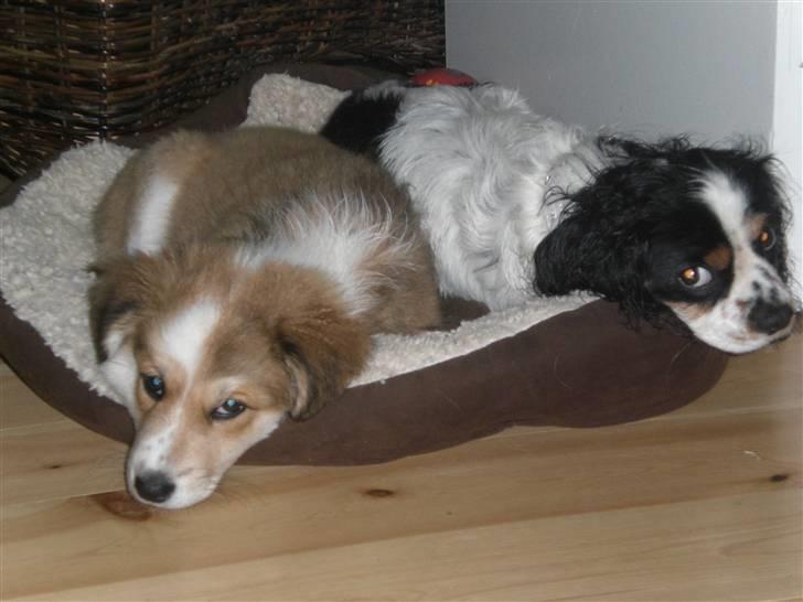 Blanding af racer Fia - Her ligger vi lige og hygger:) foto: *mig billede 9