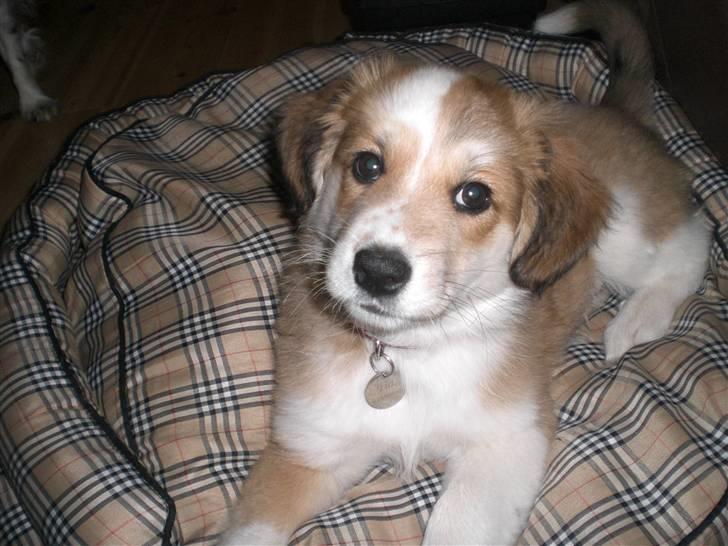 Blanding af racer Fia - Er jeg ikke fin? foto: *mig billede 10