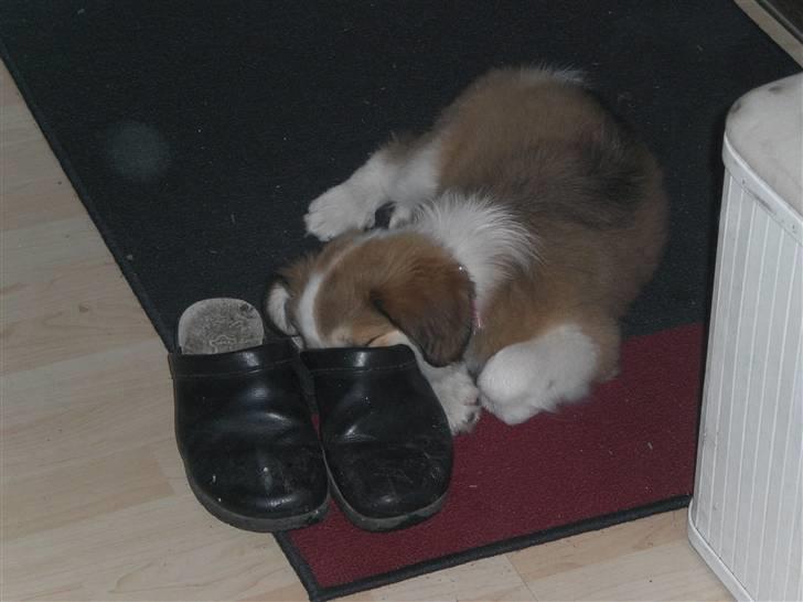 Blanding af racer Fia - Puu ha, der lugter altså ikke så godt her nede! foto: *mig billede 11