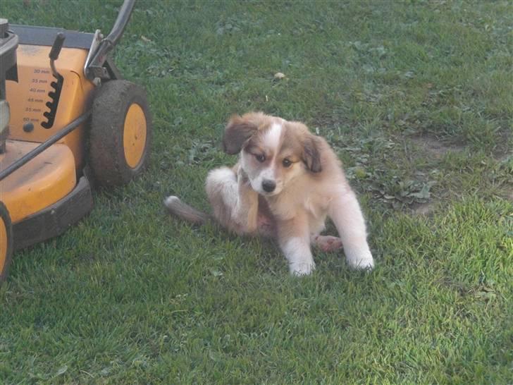 Blanding af racer Fia - Ahhh....Det klør. foto: *mig billede 12