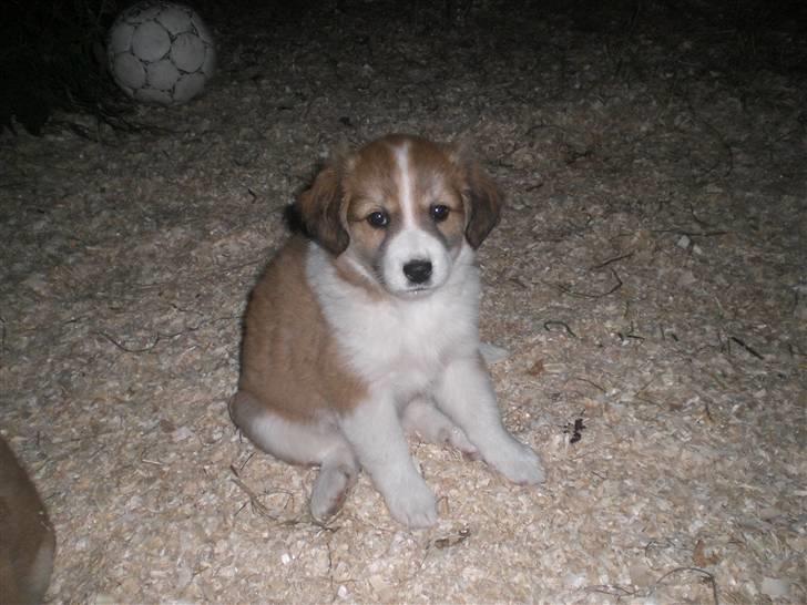 Blanding af racer Fia - Ups...Jeg er vist lidt buddet der hva? foto: *mig billede 13