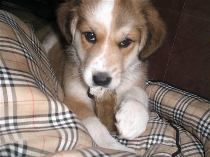 Blanding af racer Fia - Nam, nam:) Nej jeg deler ikke! foto: *mig billede 14