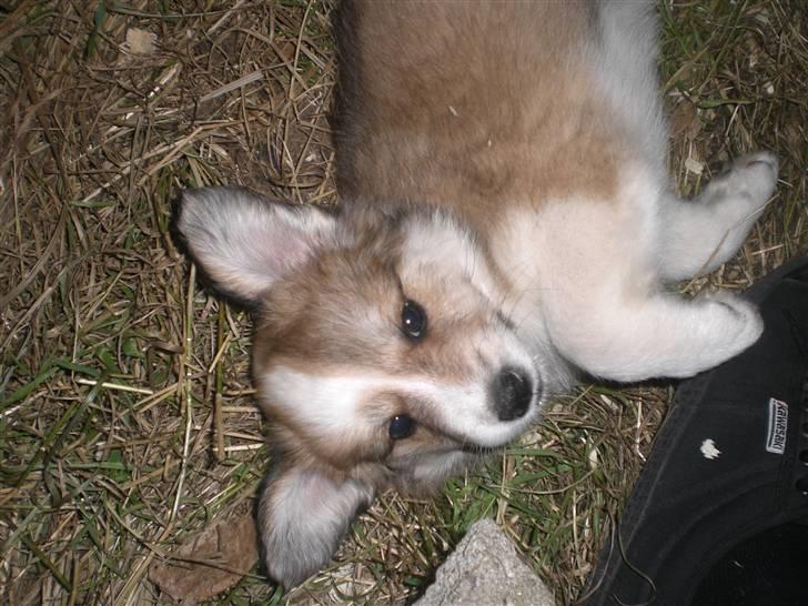 Blanding af racer Fia - Er jeg ikke nuttet? foto: *mig billede 15