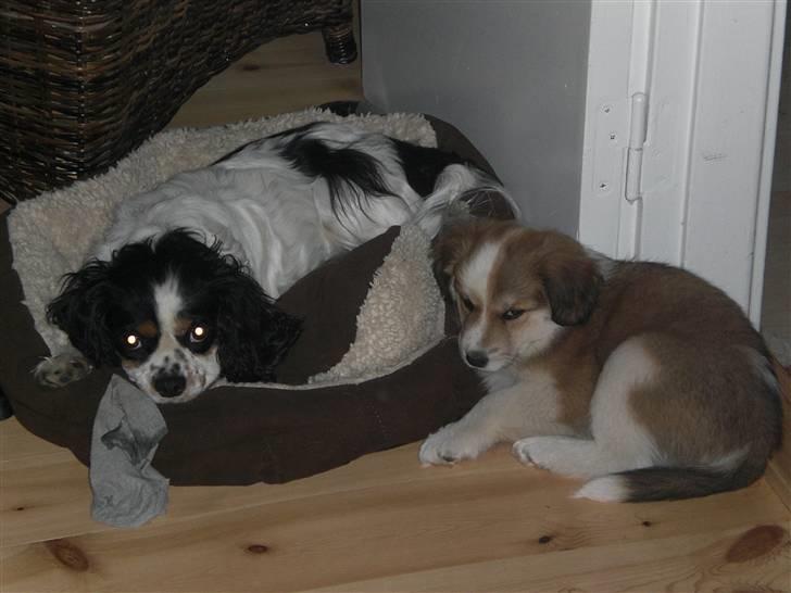 Blanding af racer Fia - Hva..Sine må jeg være med i kurven? foto: *mig billede 16