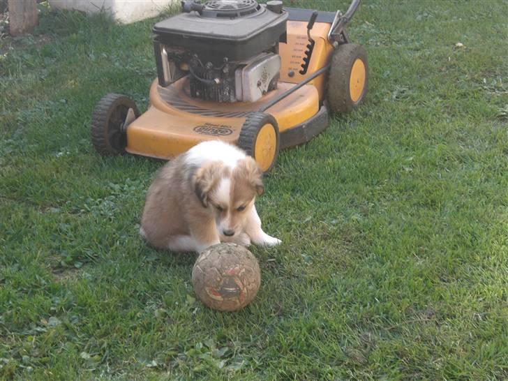 Blanding af racer Fia - Hmmm....hvad bruger men sådan en til??...Hmmm.... foto : *mig billede 17