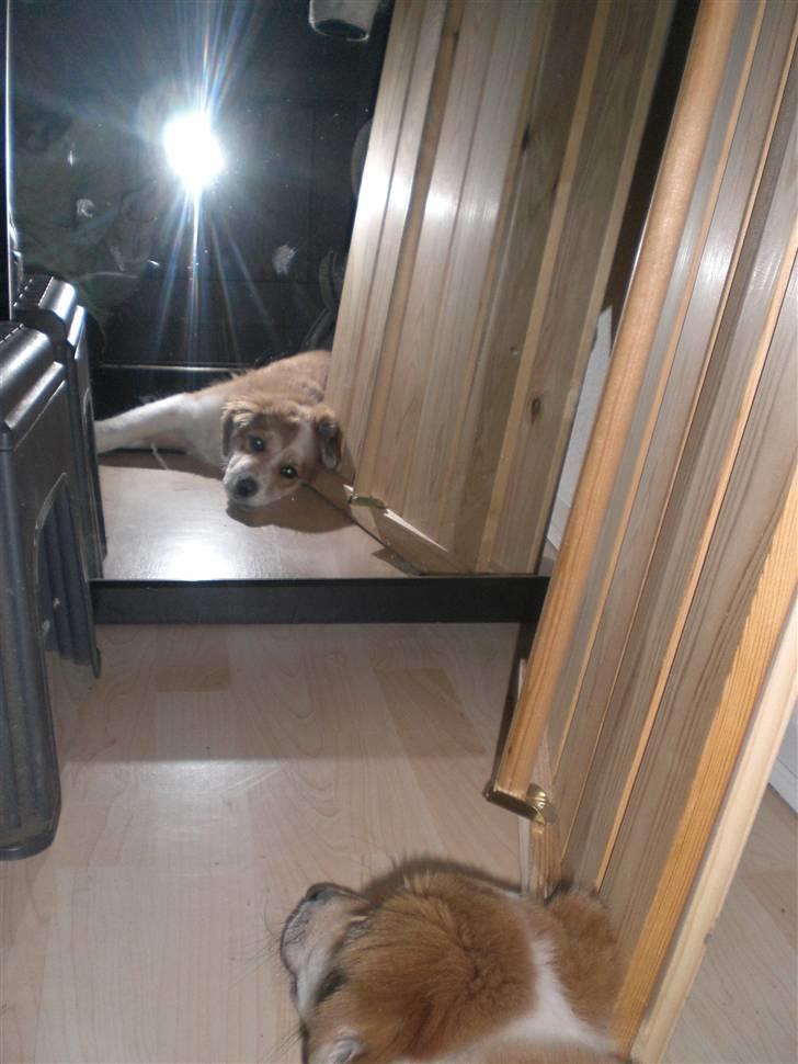 Blanding af racer Fia - 2x Fia:) Sorry kvaliteten:/ foto: *mig billede 18